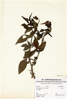 藏品(繁星花)的圖片